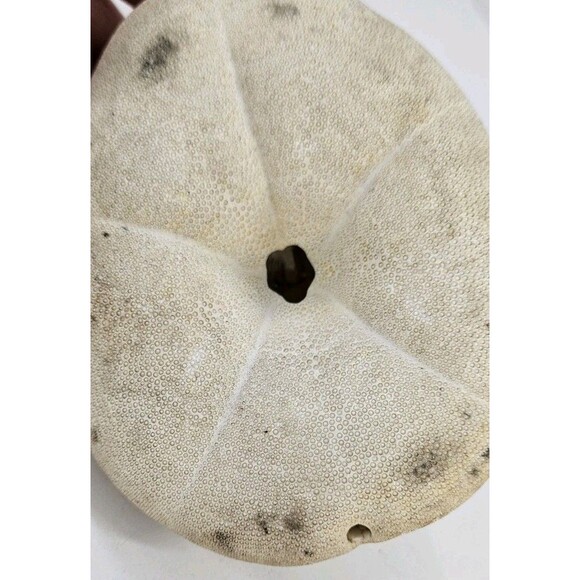 Vtg Mixed Lot of 3 Big 4" to 6" Seashells Crafts Home Beach Ocean Decor Unique - Picture 14 of 16